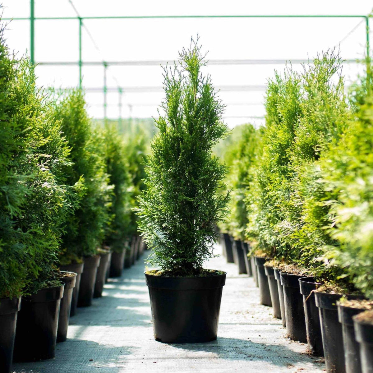 Thuja Green Giant