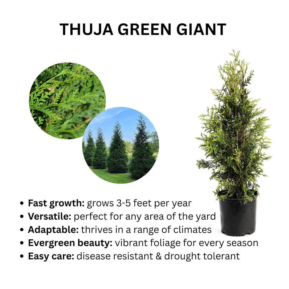Thuja Green Giant