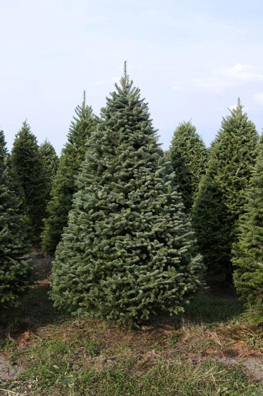 7' Premium Balsam–Fraser Fir Hybrid Christmas Tree