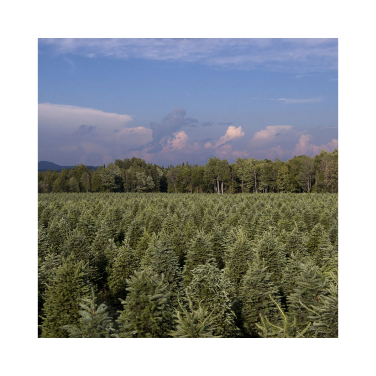 Fresh Balsam & Fraser Fir Evergreen Branches