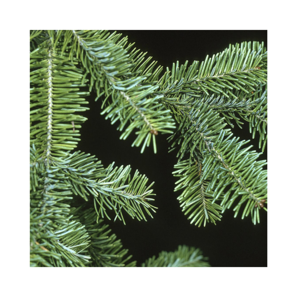 Fresh Balsam & Fraser Fir Evergreen Branches