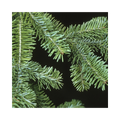 Fresh Balsam & Fraser Fir Evergreen Branches