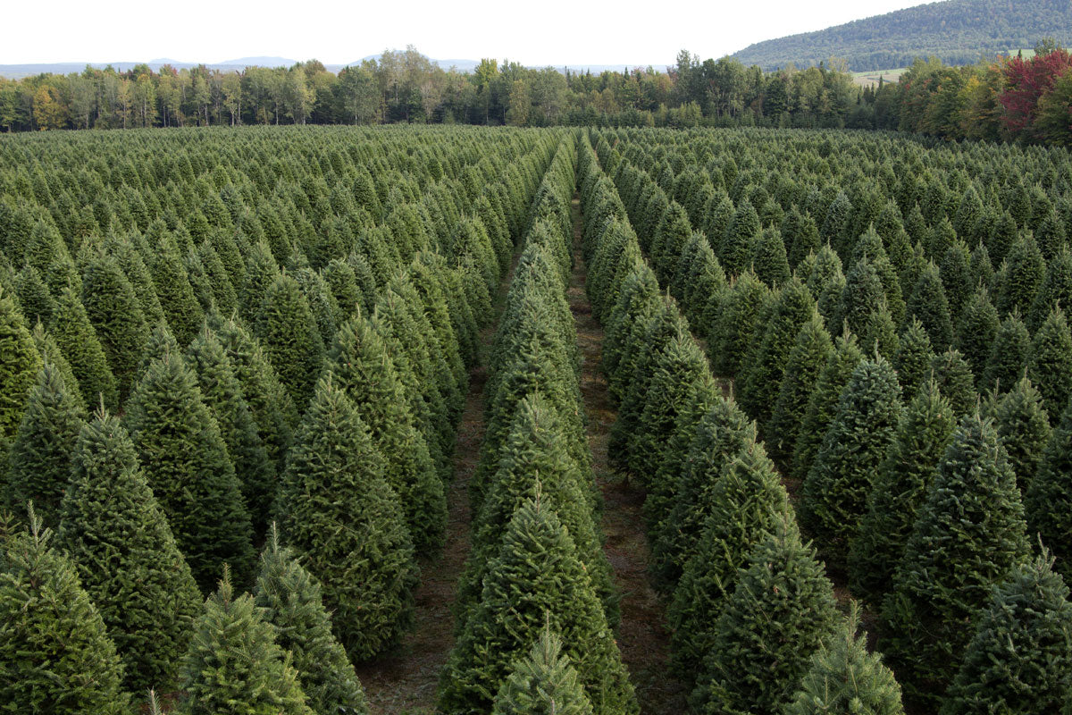 8' Premium Balsam Fir Christmas Tree