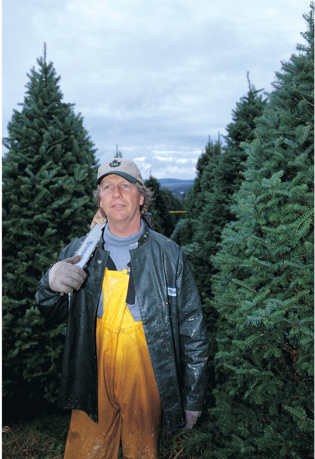 6' Premium Balsam Fir Christmas Tree