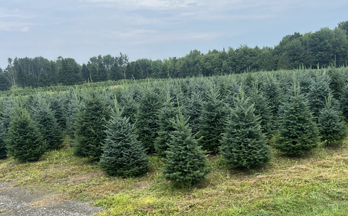 5' Premium Fraser Fir Christmas Tree