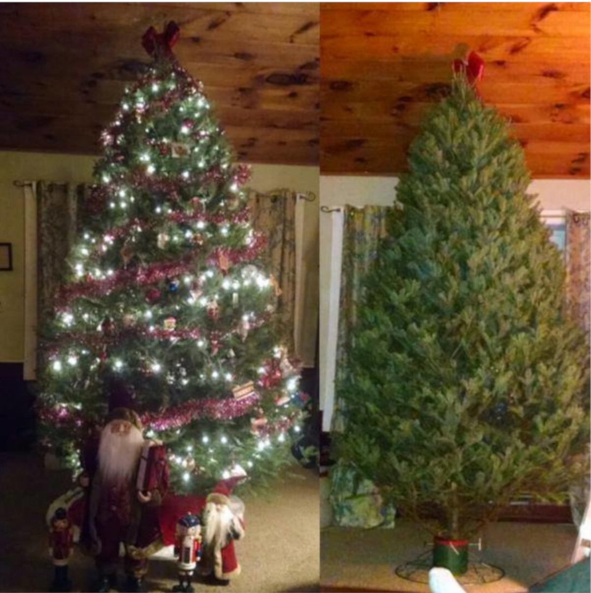 7' Premium Balsam–Fraser Fir Hybrid Christmas Tree