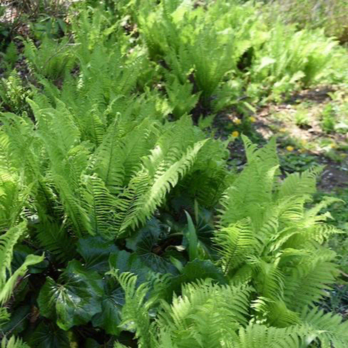 Ostrich Fern