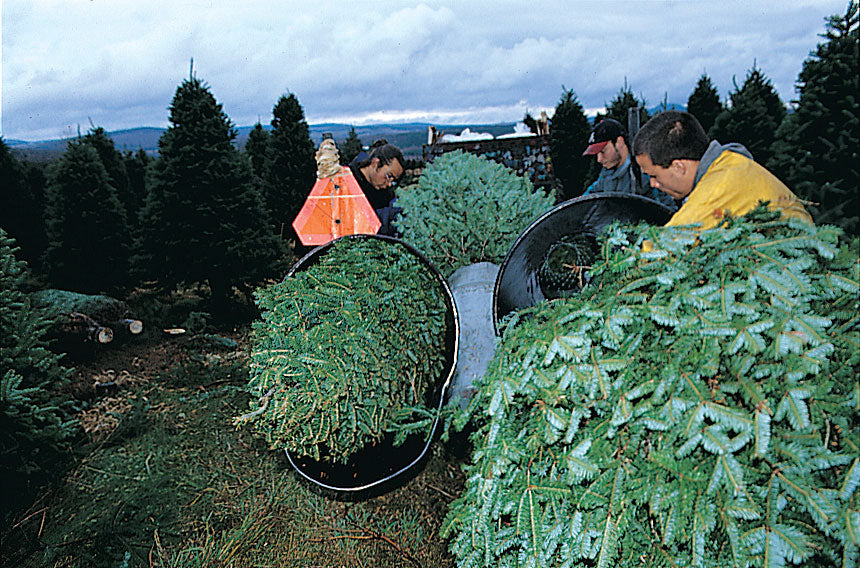 7' Premium Balsam Fir Christmas Tree