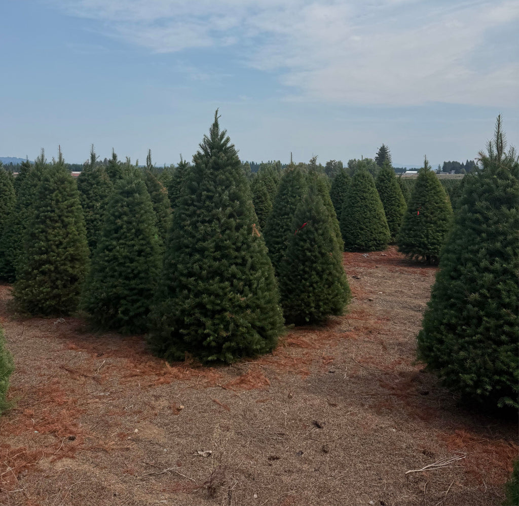 Premium Douglas Fir Christmas Tree