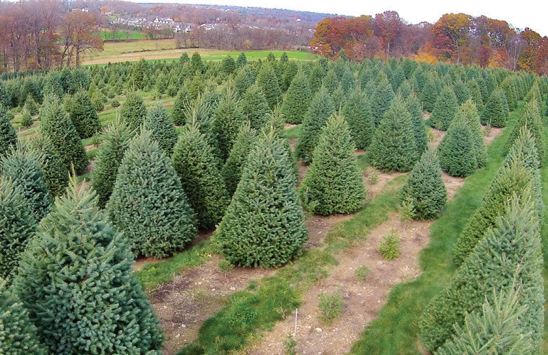 6' Premium Fraser Fir Christmas Tree