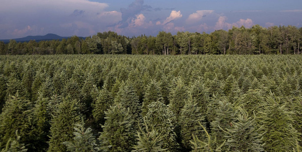 7' Premium Balsam–Fraser Fir Hybrid Christmas Tree