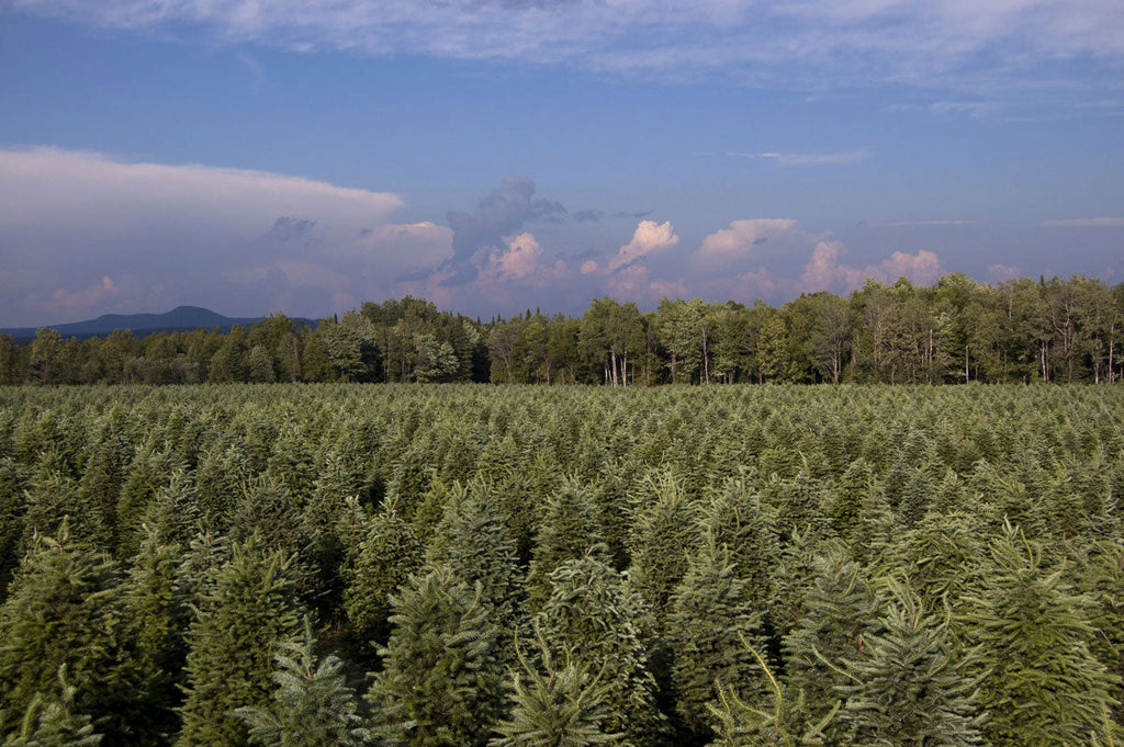 9' Premium Balsam Fir Christmas Tree