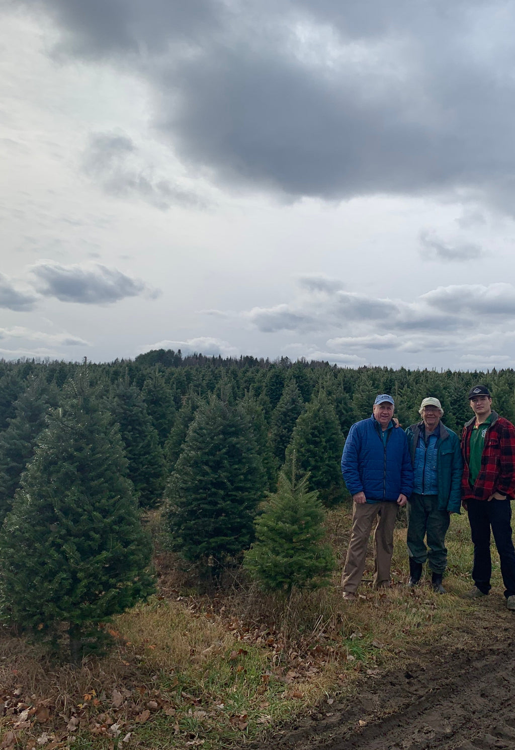 5' Premium Balsam Fir Christmas Tree